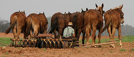Image of an Amish Farmer plowing his field with a Six-mule Team.